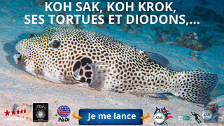 🤿 koh sak, koh krok, ses tortues et diodons, un site de plongée de Pattaya