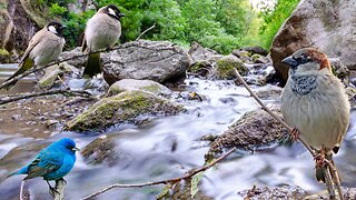 Sounds of River Water flow with Birds | Black Screen | 10 Hours