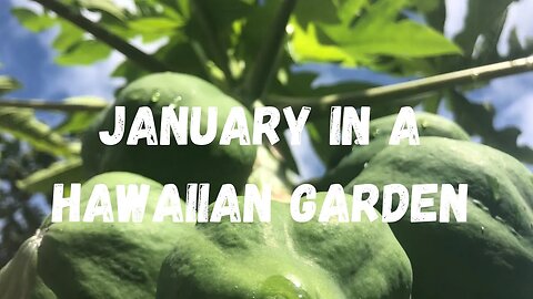 Hawaii Garden In January: What To Plant, Harvest and Do