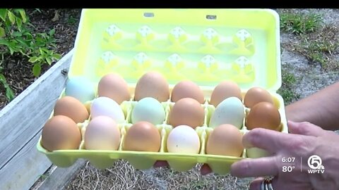 Loxahatchee nurse with eggs from 50 chickens saving money at grocery store