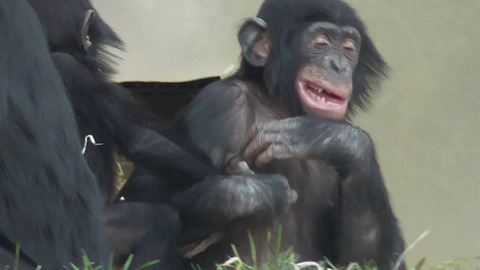 Epic chimpanzee play fight at zoo