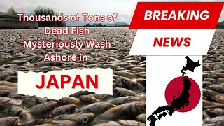 Thousands of fish washed up dead on a beach in Japan