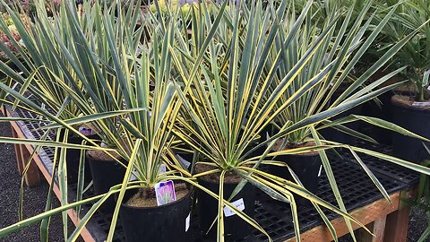 Yuccas and palms at the nursery