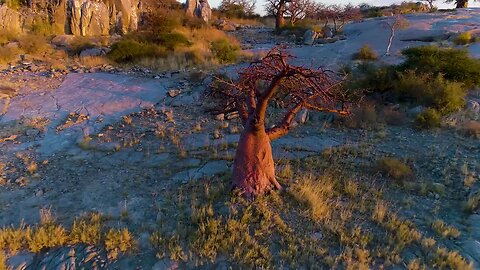 best drone video of African wildlife😑####