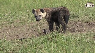 Watching Hyenas: Hyena Den In The Mara | Zebra Plains