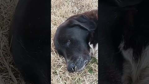 THE HEAD OF A RESTING DOG (12/13/23)