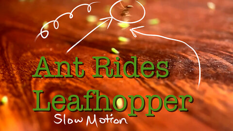 Ant Rides Leafhopper After Attack