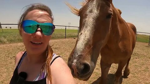 Rescued Belgian Draft Horse Update - Charlie's first adventure in the paddock since his choke Ep.20