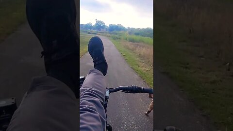 WIPEOUT!! Two Dogs and One Leg on Bicycle 😆 #shorts #dogs #bicycle