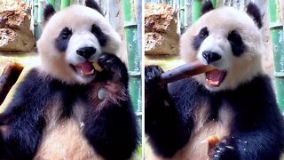Hungry Panda Crunches Down On Tasty Treat