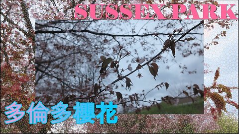 📸多倫多櫻花🌸 還記得櫻花正開🎶 Weekend 去 Sussex Park 睇櫻花！High Park 太遠？Sussex Park 好大？呼喚 #軒公？🤭🤪 #希Ter #多倫多