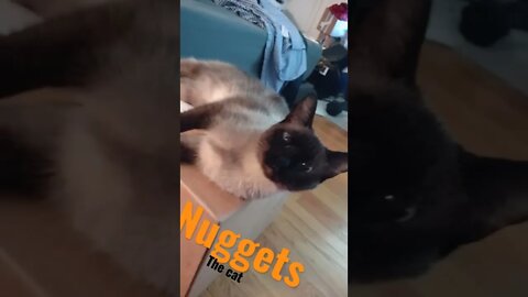 nuggets - the channels siamese kitty