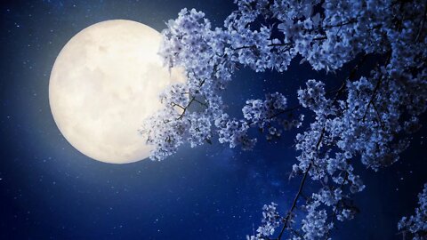 Relaxing Spooky Spring Music - Night Blossoms 🌙 ★562