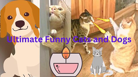 Ultimate Funny Cats and Dogs #ultimatefunnycatsanddogs #bestfunnycatsanddogs