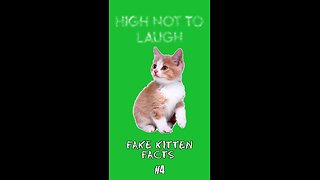 Fake Kitten Facts #4