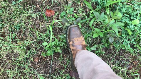 Cover Crop Into Abundance, More Food and Better Soil