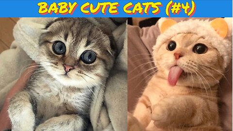 Baby Cats 😺 Cute Cat and Funny 😸 Cat Videos (#4) | Cue Cati