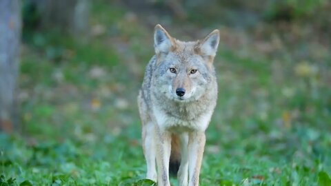 Coyote standing on grass looking around in forest