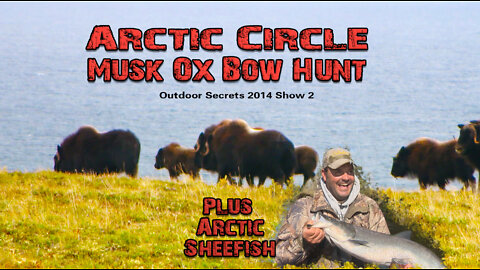Arctic Musk Ox Part 2
