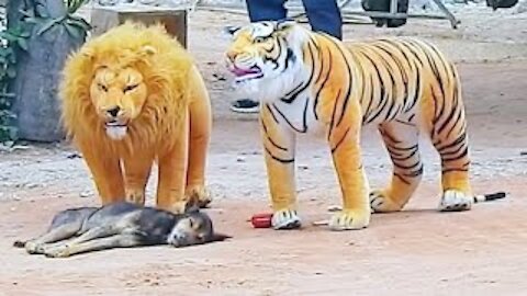 Prank dog & Fake Tiger Vs Dog Prank Video | RoSeak Zin Ep0003