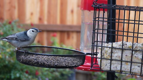 Nutchatch and Goldfinch on Our Feeders