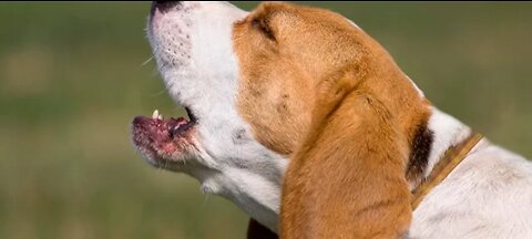 Top 10 dog barking videos compilation 2016 ❤️ Dog barking soung funny-video