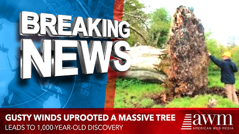 Gusty Winds Uprooted A Massive Tree, Leads To 1,000-Year-Old Discovery
