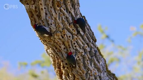 Woodpecker