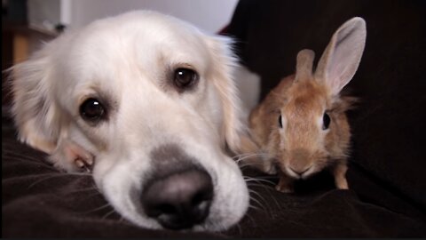 Rabbit Won't Let Dog Relax Alone, Because He Wants to Relax Together