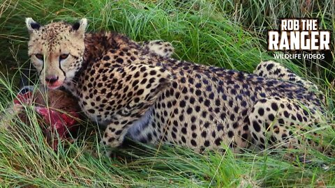 Cheetah Feeding In Long Grass | Maasai Mara Safari | Zebra Plains