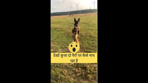 देखो कुत्ता दो पैरों पर कैसे नाच रहा है😱Look how the dog is dancing on two legs👈