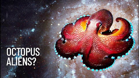 Octopus Alien | Polvo Incrível Criatura | JV Jornalismo Verdade