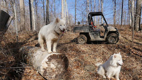 The Shenandoah - Huskies Running Free!