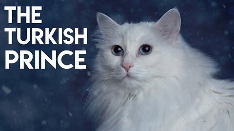 Turkish Angora Cat 101 - Learn ALL About Them!