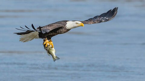 Really Amazing watch the Eagle's accuracy in catching fish