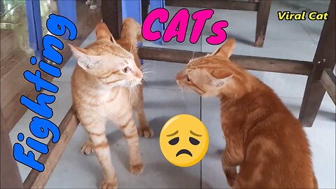 Cats Fighting and Meowing - These Two are Bloody Brothers