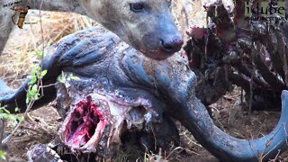 Hyenas Scavenge Buffalo
