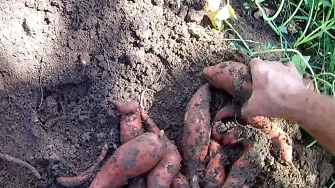 Digging Sweet Potatoes