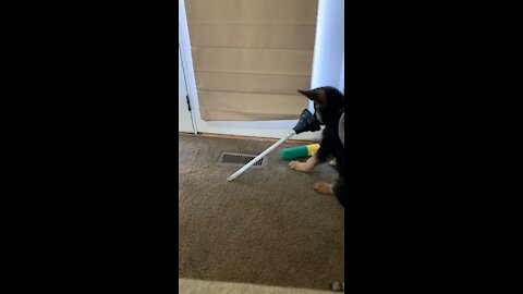 Puppy stole plunger and now it’s his favorite toy