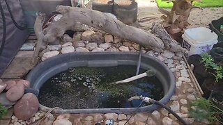 How To DIY Inset Backyard Pond For Next To Nothing
