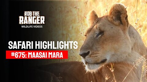 Safari Highlights #675: 18 & 19 March 2022 | Lalashe Maasai Mara | Latest Wildlife Sightings