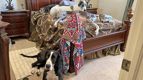 Three Great Danes Won't Share Big Bed With Fourth Dog