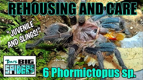 Rehousing 6 Phormictopus Species
