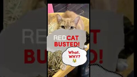 Redcat BUSTED for peeing on horses hay, again!