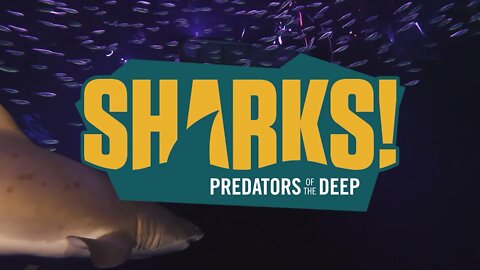 Georgia Aquarium Sharks: Predators of the Deep Shark Cage Scuba Dive!