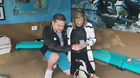 Penguin Proposal Mystic Aquarium - TWE 0275