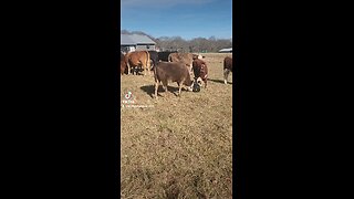 Cow and calf playing with buckets.