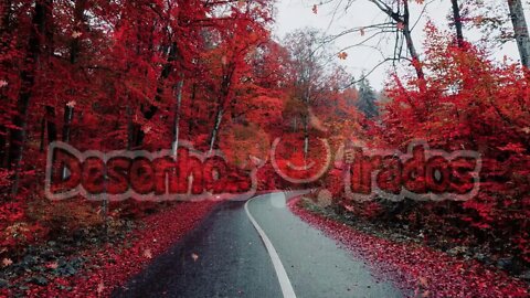 🔴Chuva Numa Rodovia no outono com folhas caindo