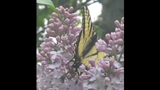 Canadian Tiger Swallowtail Butterfly