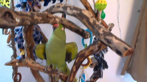 ECHO GREEN INDIAN RINGNECK PARAKEET TALKING AND BEING CUTE